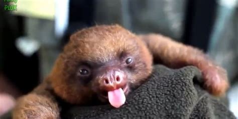 Baby Sloth Compilation Showcases Baby Sloths In All Their Slothy Glory