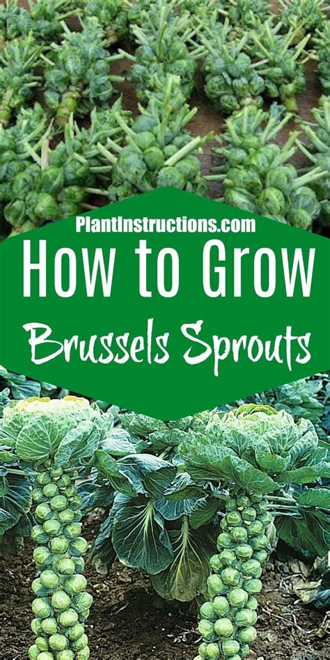 How To Grow Brussels Sprouts Brussel Sprout Plant Backyard Vegetable