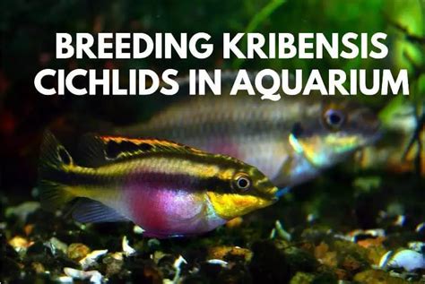 Breeding Kribensis Cichlid In Aquarium Fish Keeping Guide