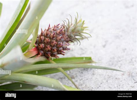 A Baby Mini Pineapple On A Plant Against A White Backdrop In The