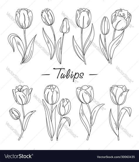 Tulips Vector Set Of Outline Hand Drawn Tulips Flowers Isolated On
