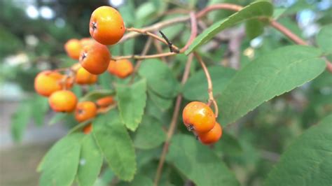 Free Photo Orange Berries Closeup Berries Berry Closeup Free