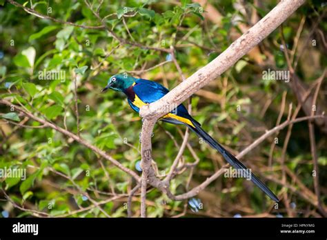 Colorfulbirds Hi Res Stock Photography And Images Alamy