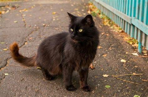 Black Cat With Sunlight In Its Fur Cats Black Cat Animals
