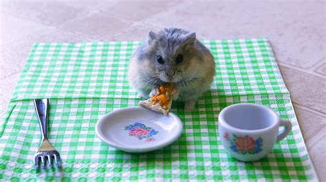 Tiny Hamster Eats Tiny Pizza Picture Ebaums World