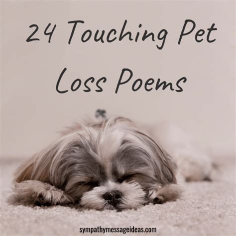 According to harmon, the cat in question was a favorite of gray's friend horace walpole and did indeed drown in a china vase. 24 Touching Pet Loss Poems to Find Comfort In - Sympathy ...