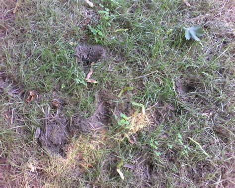 What Kind Of Animal Is Making Holes In My Lawn Yahoo Answers