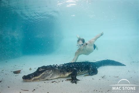 Mac Stone Photography Blog Swimming With Alligators Again