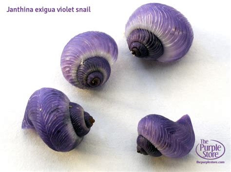 Purple Snails As Unique As Purple Fan Humans The Purple Stores