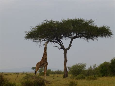 Do Zebras Eat Acacia Trees WHATODI