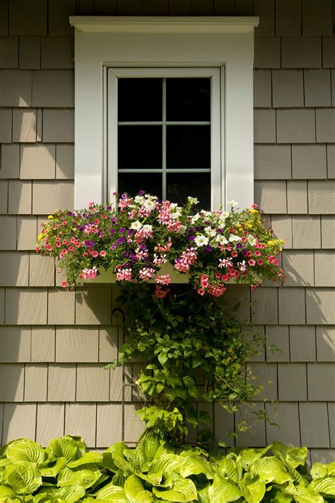 Filling Those Window Boxes Flower Species That Thrive
