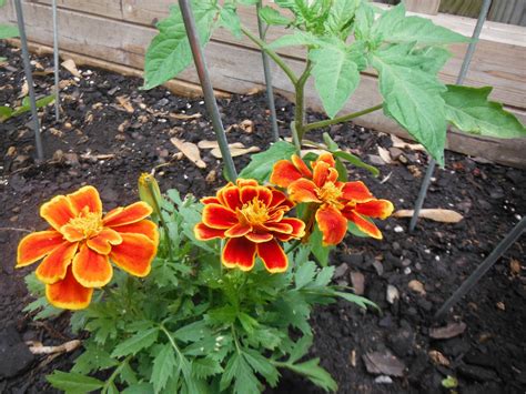 Why do you plant marigolds in your garden. Rodgers Forge Farm Initiative: Marigolds, Why are you ...