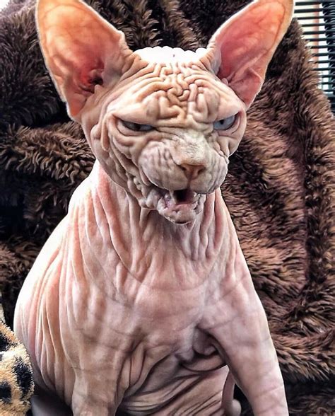 Click This Image To Show The Full Size Version Cute Hairless Cat