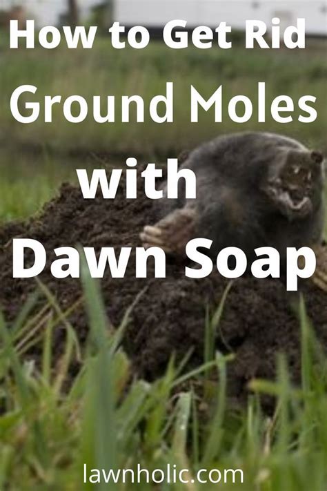Get Rid Of Ground Moles With Dawn Soap Lawn Care Schedule Lawn Care