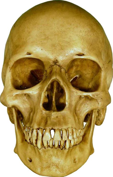 Realistic Skull Drawing Reference