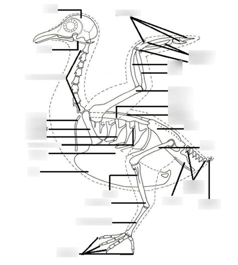 Bird Skeleton Lateral View Diagram Quizlet