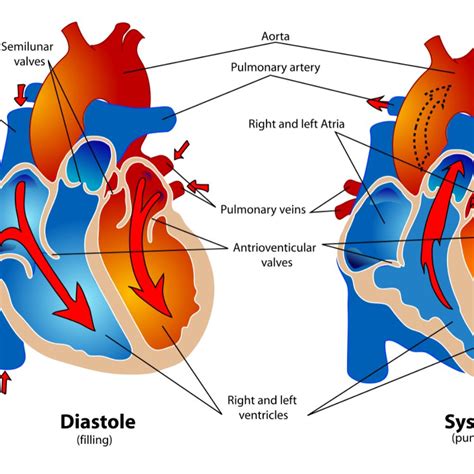Phases Of Cardiac Cycle