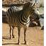 Zebra  Pics4Learning