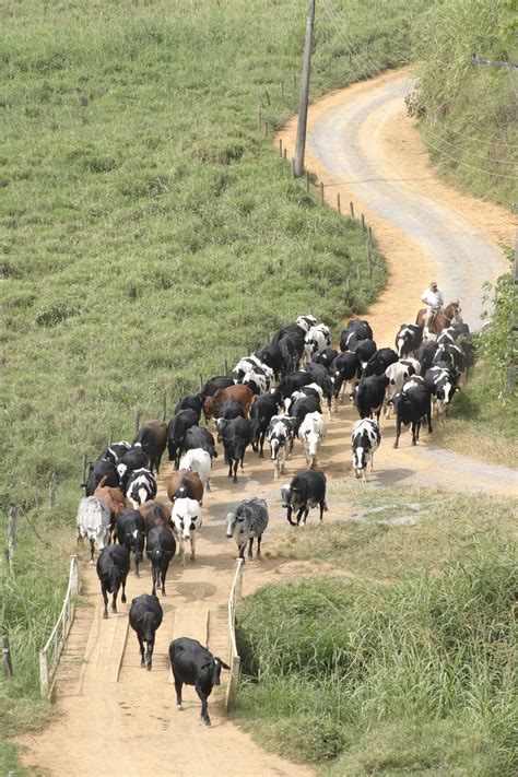 Condução De Vacas Para Ordenha Portal Embrapa