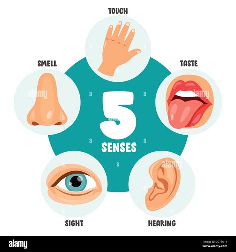 Five Senses Concept With Human Organs Stock Vector Image And Art Alamy