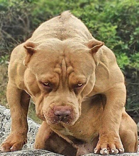 350 K9 Bodybuilding Ideas Dogs Pitbulls Pitbull Terrier