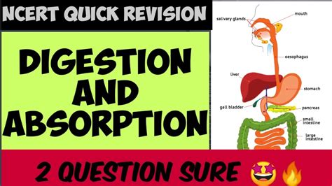 DIGESTION AND ABSORPTION NEET 2020 NCERT QUICK REVISION YouTube