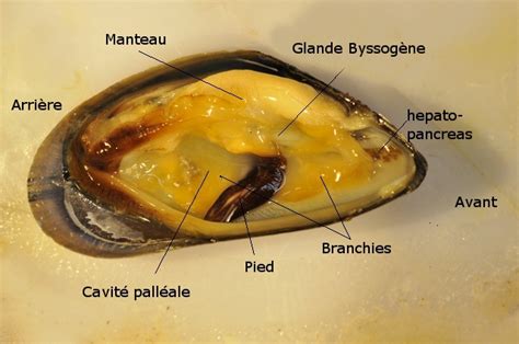Moule Anatomie Histologie Biologie Marine Mikroscopia
