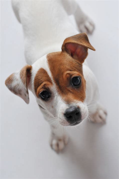 Baby Scout Puppy JackRussell Chien Jack Russel Jack Russell Terrier
