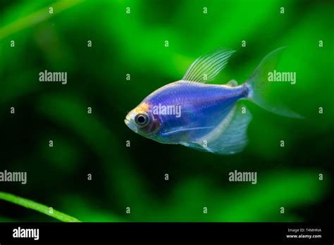 The Blue Tetra Glofish Or Gymnocorymbus Ternetzi Freshwater Aquarium