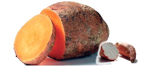 The Boniato Cuba´ Sweet Potato Cubaplus Magazine For Exploring Cuba