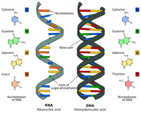 Figure (d.a) shows the structure of part of a polynucleotide strand. Study Shows Why We Are Made of DNA and Not RNA