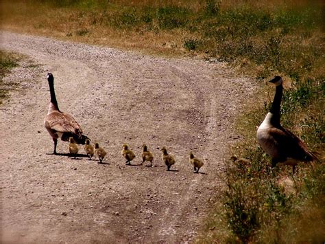 Army began studying the suitability of alcatraz island for the positioning of coastal batteries to protect the approaches to san francisco bay. Canadian Geese with Goslings at the Palo Alto Baylands ...