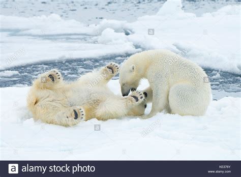 Adult Female Polar Bears Ursus Maritimus Interacting On The Sea Ice