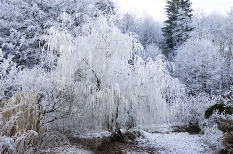 Free Images Snow White Frost Formation Ice Season Aesthetic