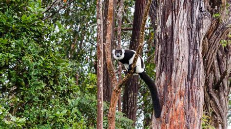 Berenty Reserve, Madagascar - Natural World Safaris