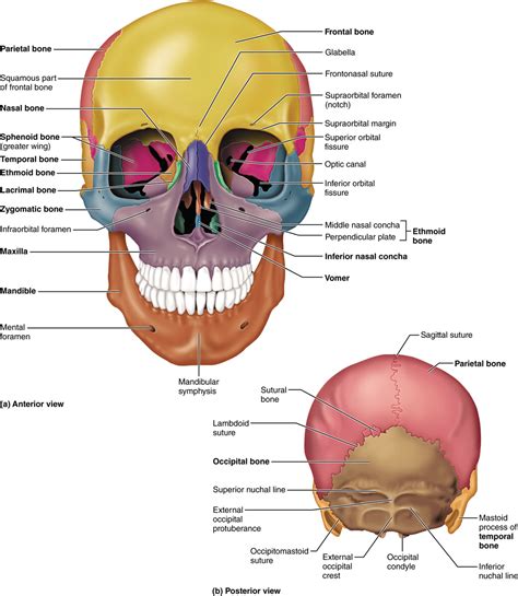 Axial Skeleton Skull Labeled