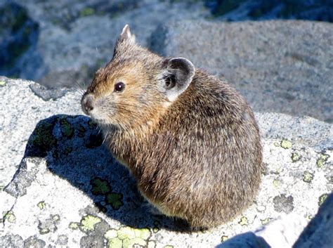 American Pika Project Noah