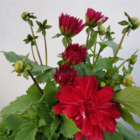 Bright Red Coloured Dahlia Flowerhalf Bloomed Dahlia Flower And Buds