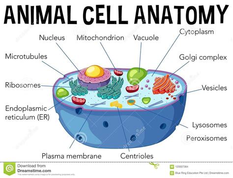 Rer rough endoplasmic reticulum synthesizes proteins for secretion membrane proteins and organelle proteins. Animal Cell Anatomy Diagram Stock Vector - Illustration of ...