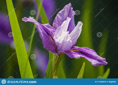 A Lilac Iris Flower In Blossom Under The Daylight Stock Photo Image