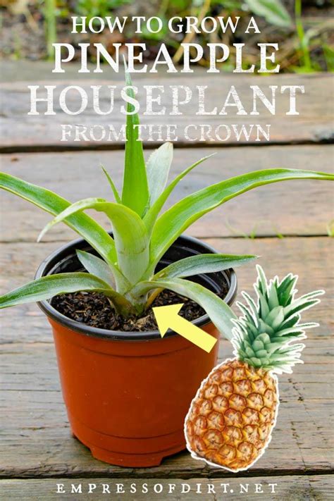 How To Grow A Pineapple From The Grocery Store Empress Of Dirt In