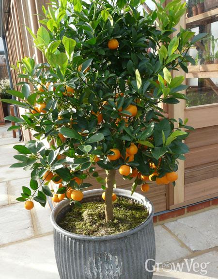 Growing Citrus In Containers