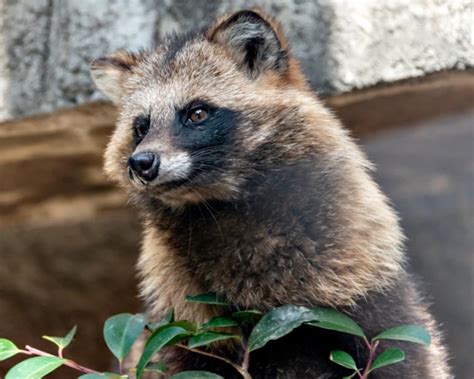 Japanese Raccoon Dog Facts Diet Habitat And Pictures On Animaliabio