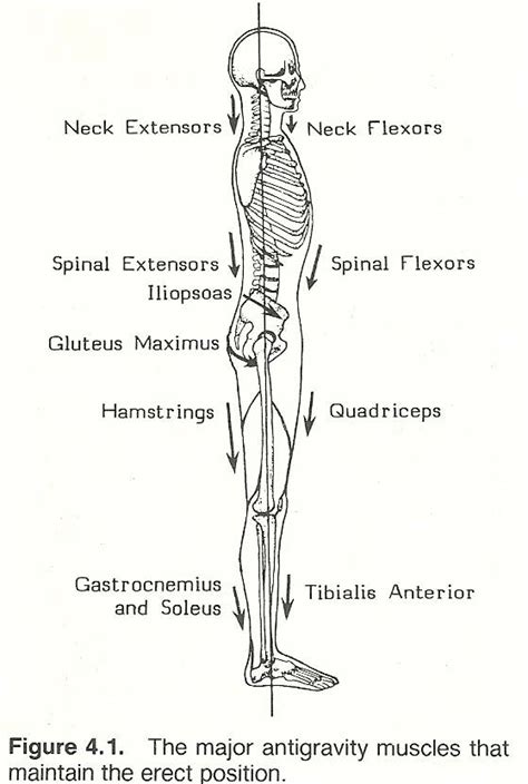 37 Best Anatomy And Physiology Musculoskeletal System