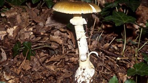 Deadly Mushrooms What You Need To Know Bbc News