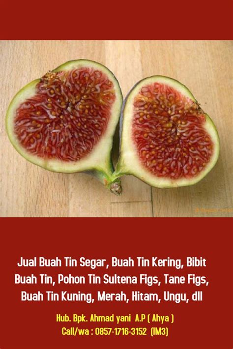 Memilih bibit buah yang unggul memang menjadi cara utama karena buah yang banyak dihasilkan merupakan hasil dari bibit unggul yang berkembang secara sempurna. kami adalah Grosir Buah Tin Segar & Kering Paling Murah ...