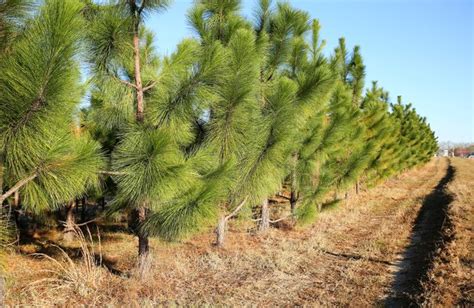 Normal Spacing When Planting White Pine Trees Hunker