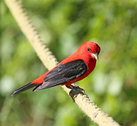 Pictures And Information On Scarlet Tanager