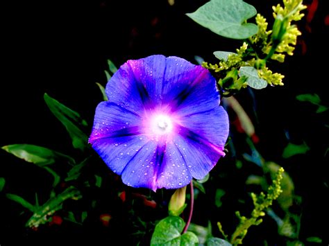 Kostenlose Foto Natürlich Blume Blau Blütenblatt Lila Violett