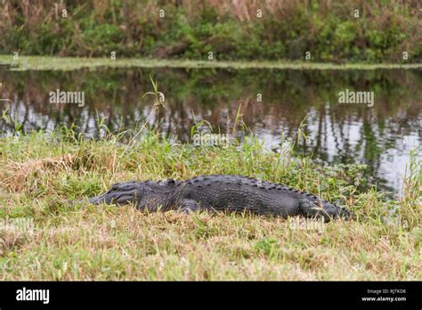 Florida Alligator Sunning On Rivers Edge Stock Photo Alamy